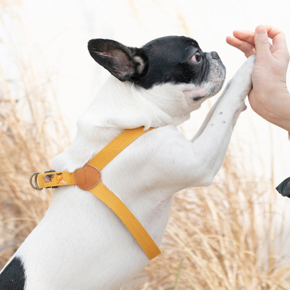 Adventure harness outlet